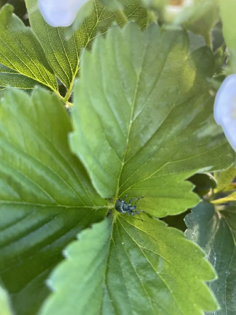 долгоносик